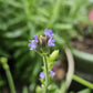 English Lavender