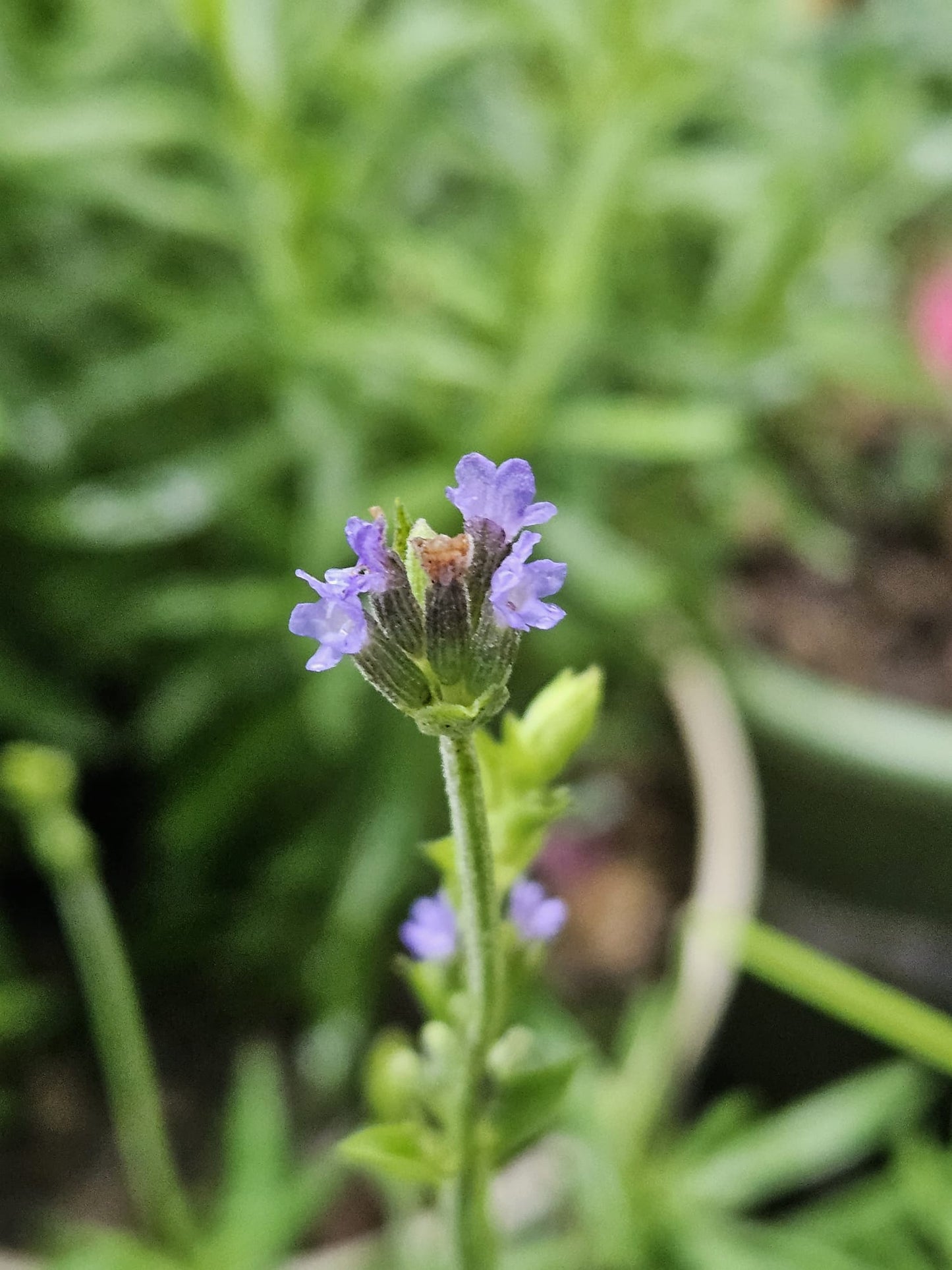 English Lavender