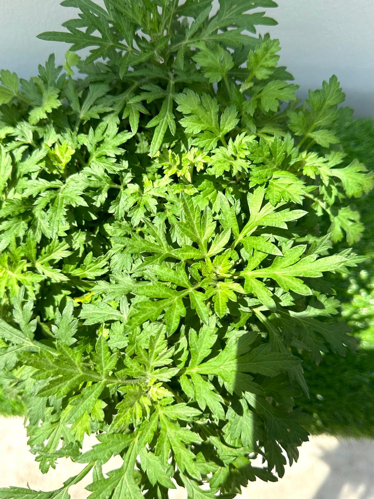 Mugwort