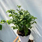 Cherry Tomato