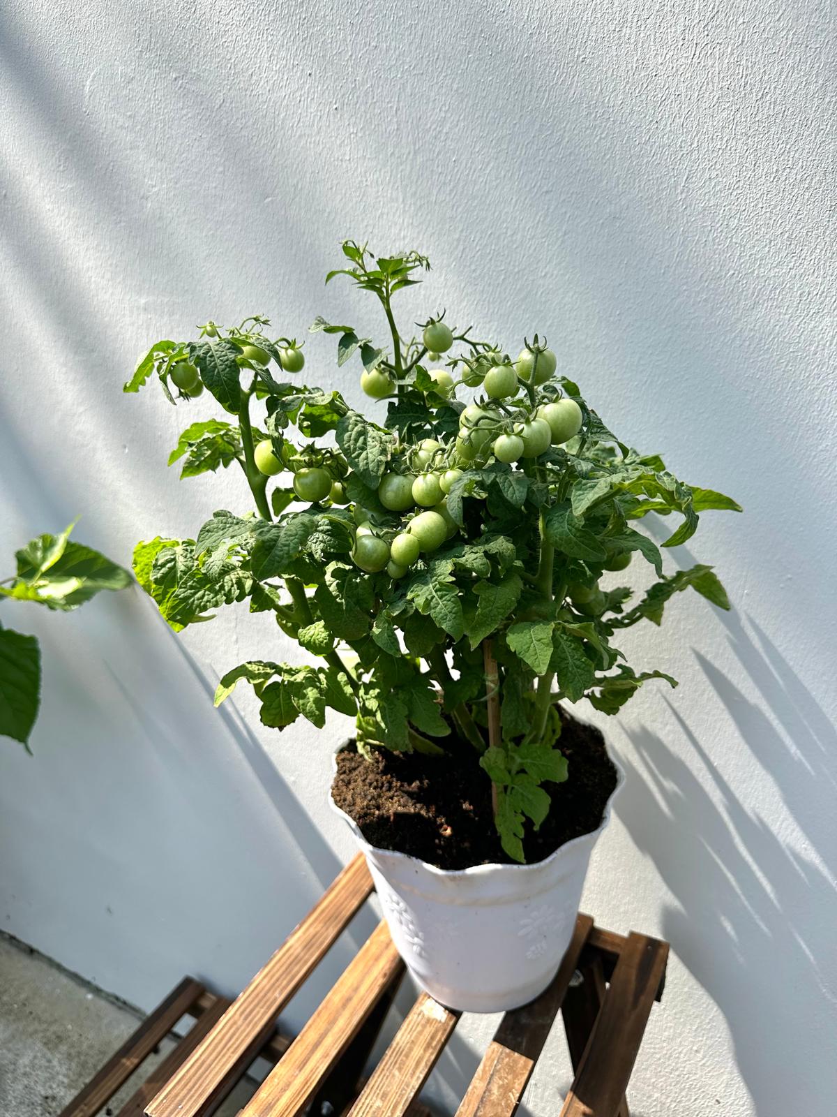 Cherry Tomato