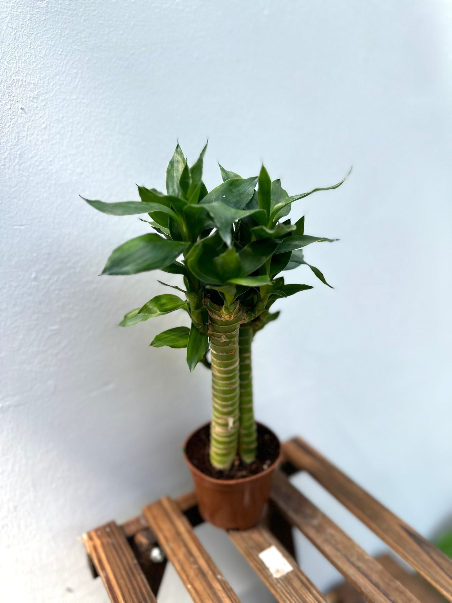 Lucky Bamboo