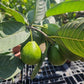 Pink guava fruiting