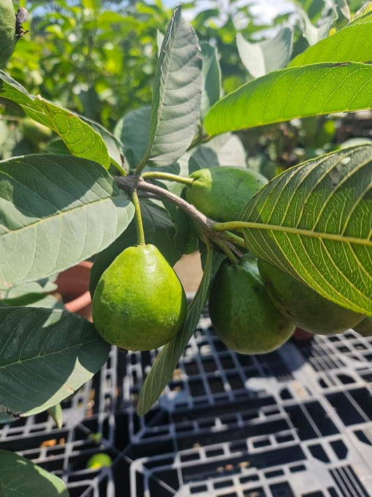 Pink guava fruiting