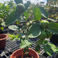 Pink guava fruiting