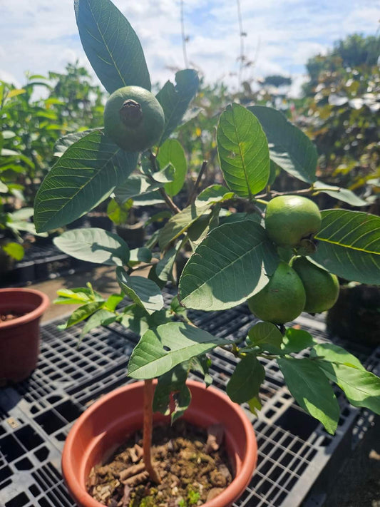 Pink guava fruiting