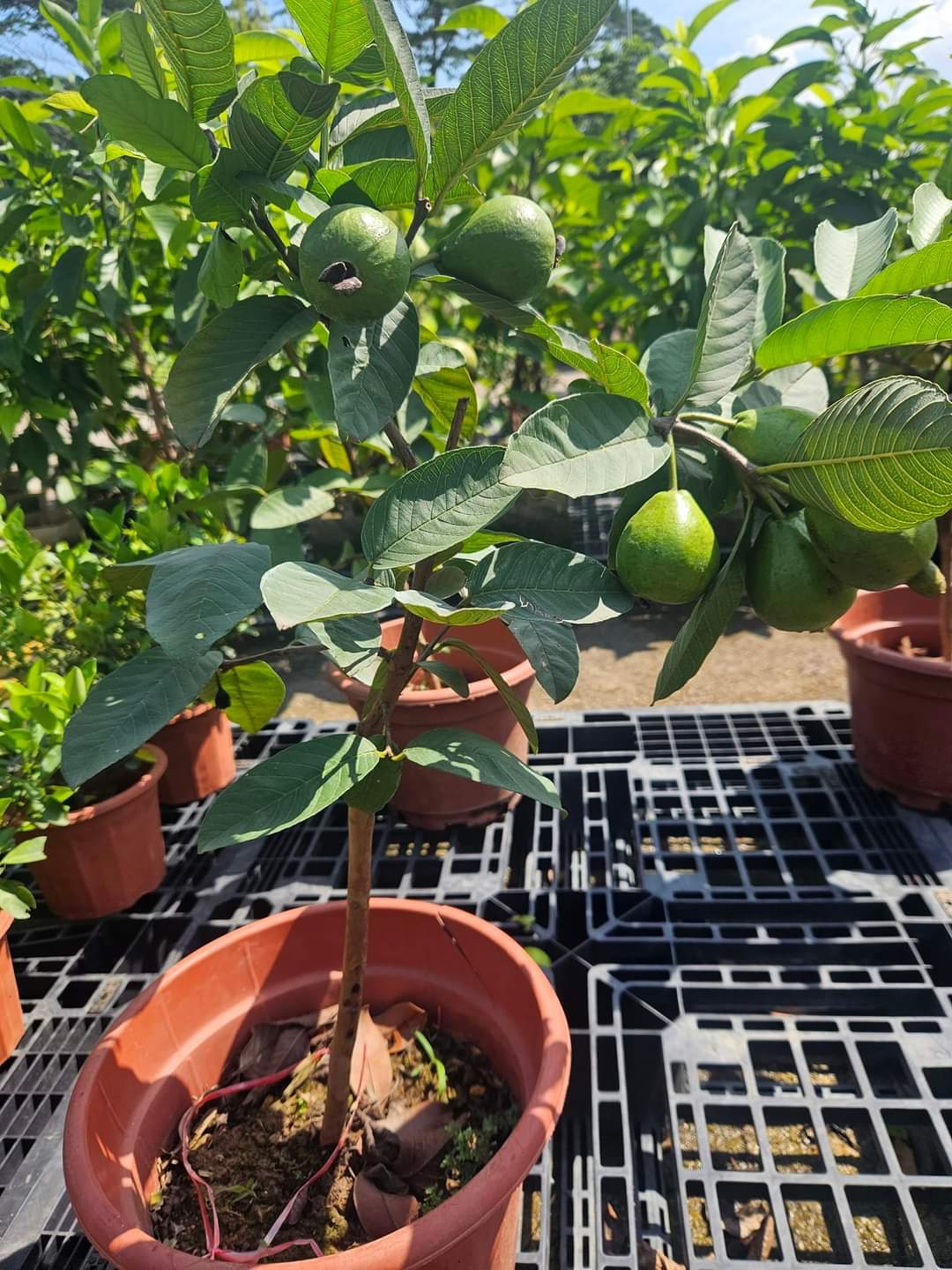 Pink guava fruiting