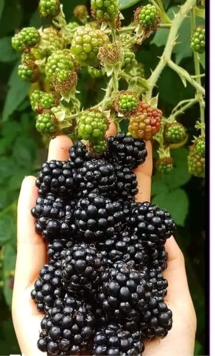 Blackberry