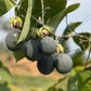 Sweet Colombia Passion Fruit Plant