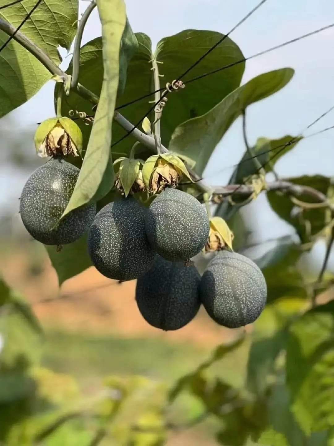 Sweet Colombia Passion Fruit Plant