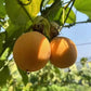 Sweet Colombia Passion Fruit Plant