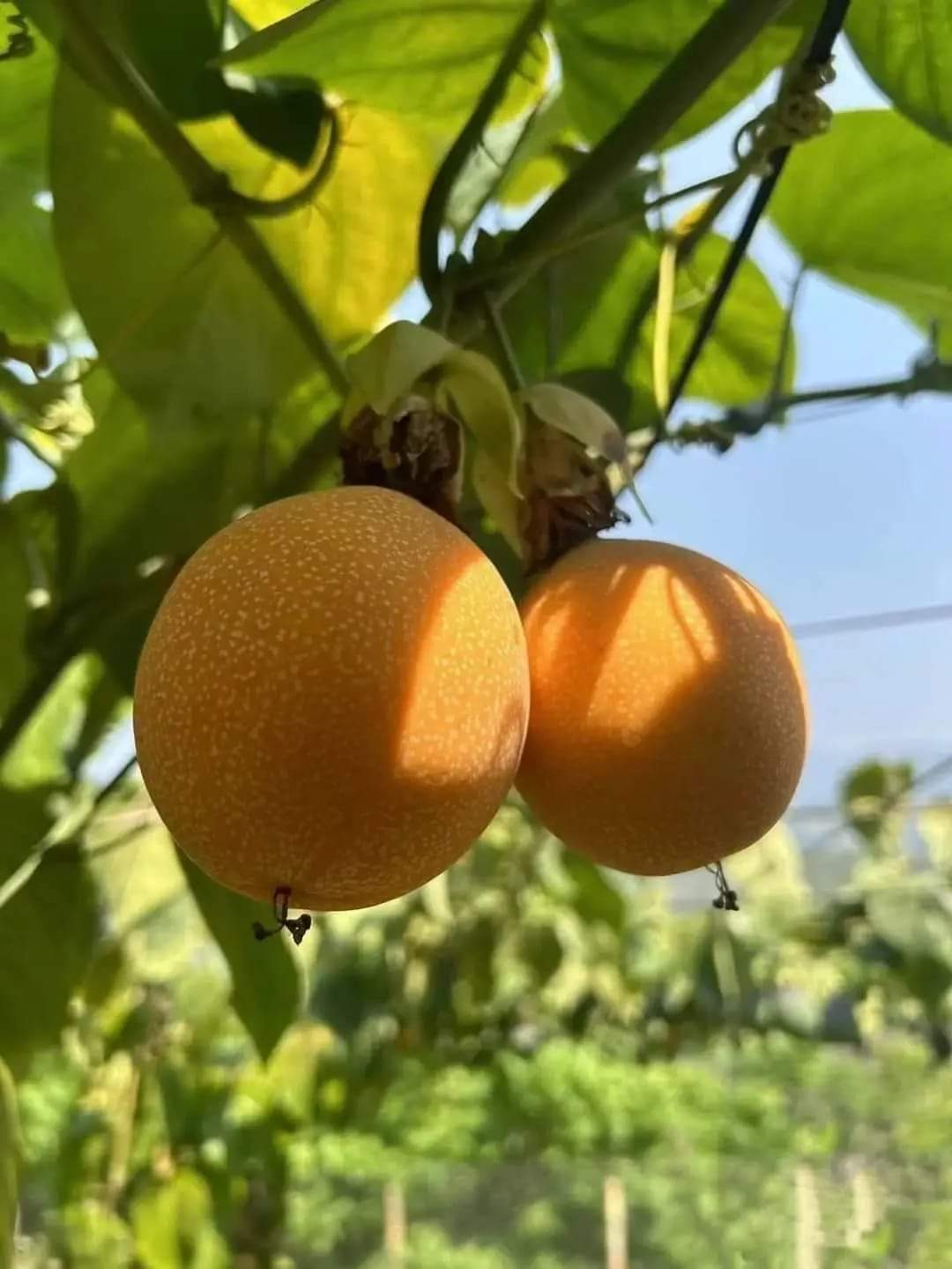 Sweet Colombia Passion Fruit Plant