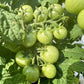 Cherry Tomato