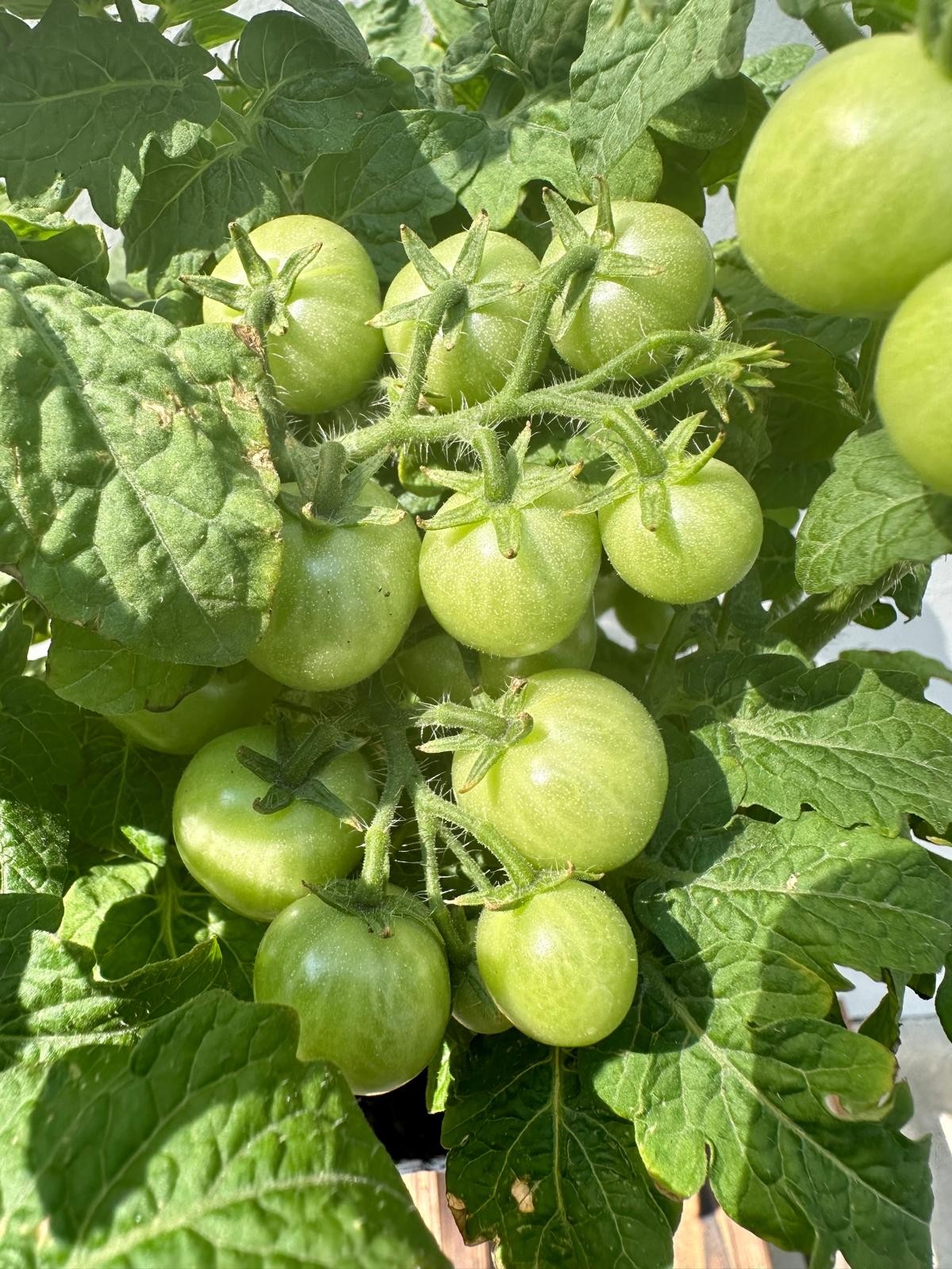 Cherry Tomato
