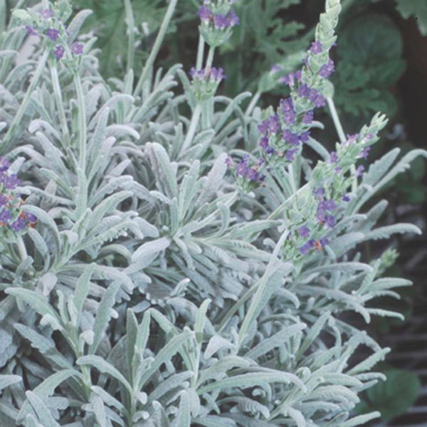 Goodwin Creek Grey Lavender – Aum Garden