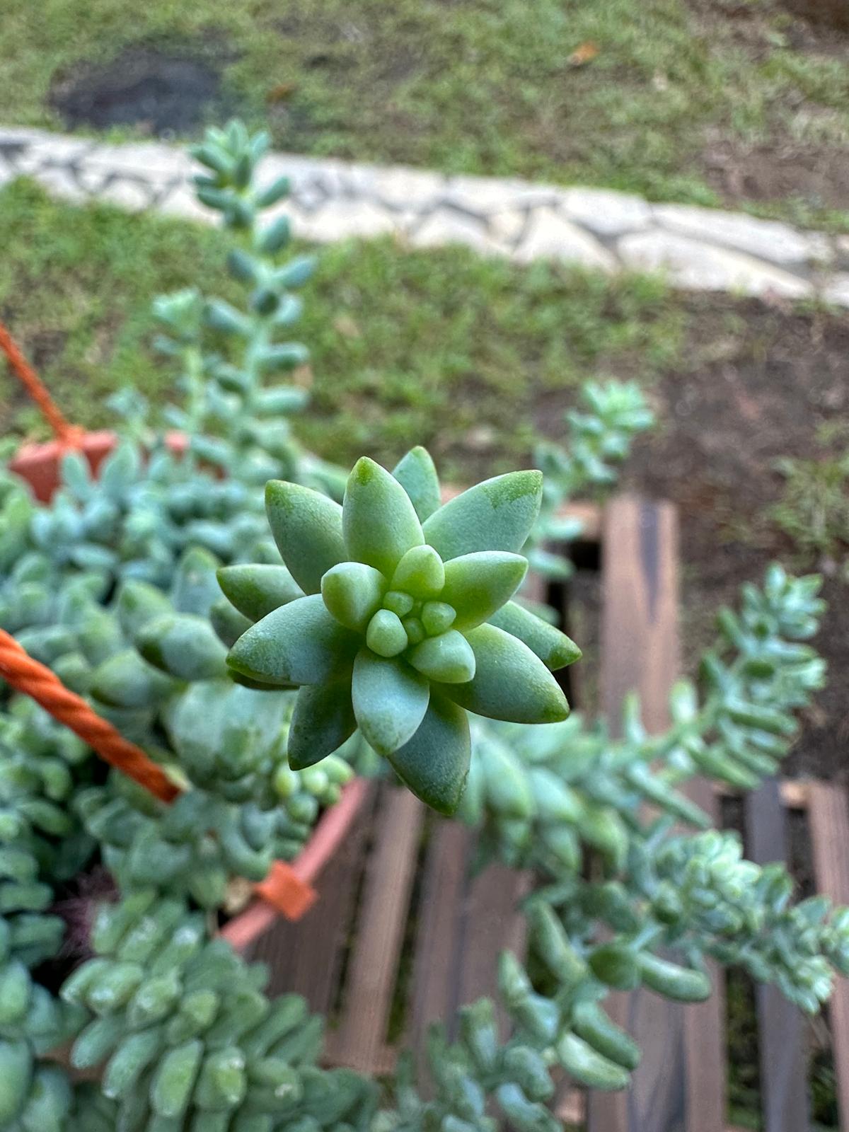 Burro Tail