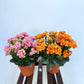 Kalanchoe