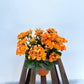 Kalanchoe