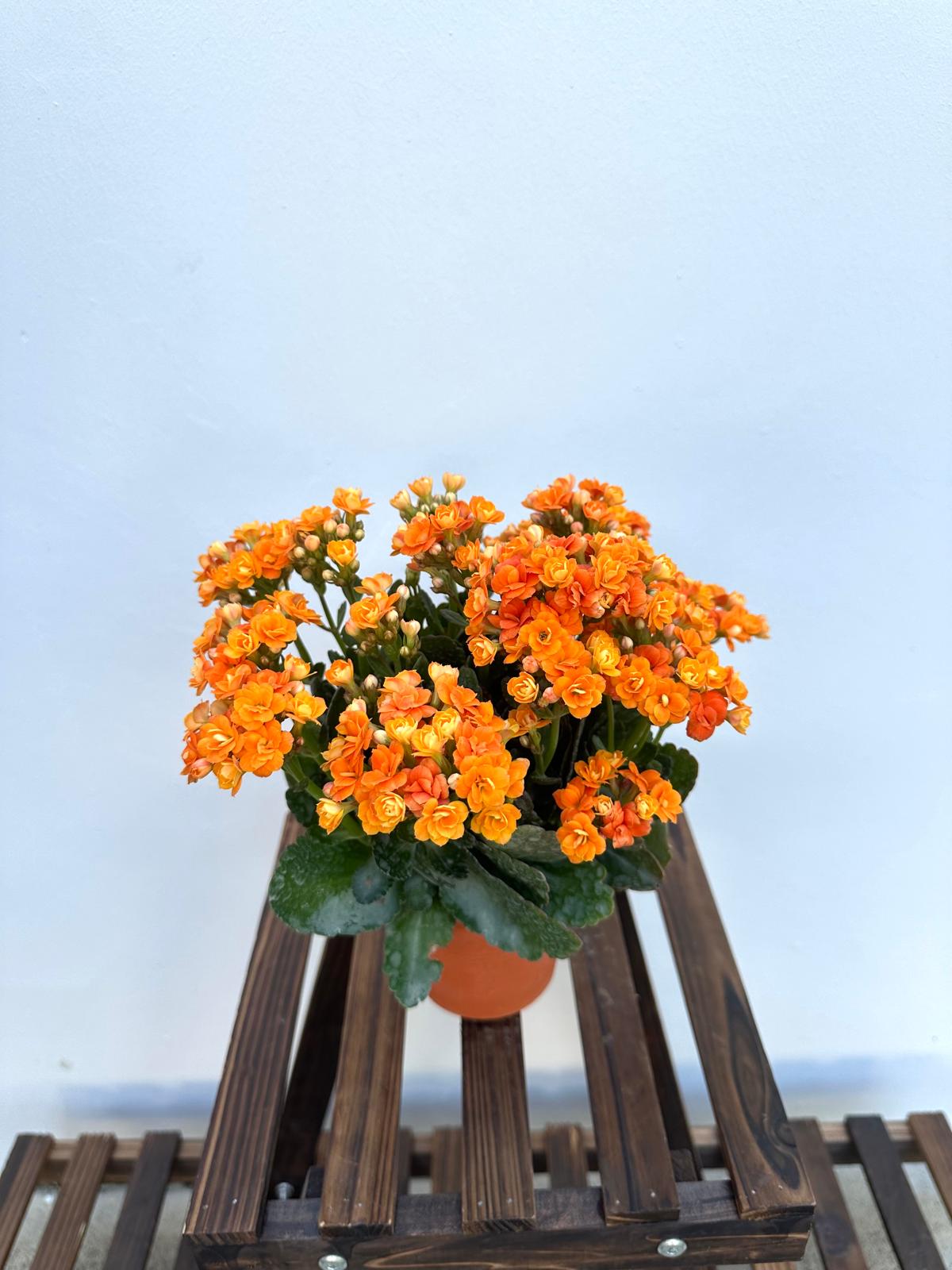 Kalanchoe