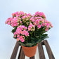 Kalanchoe