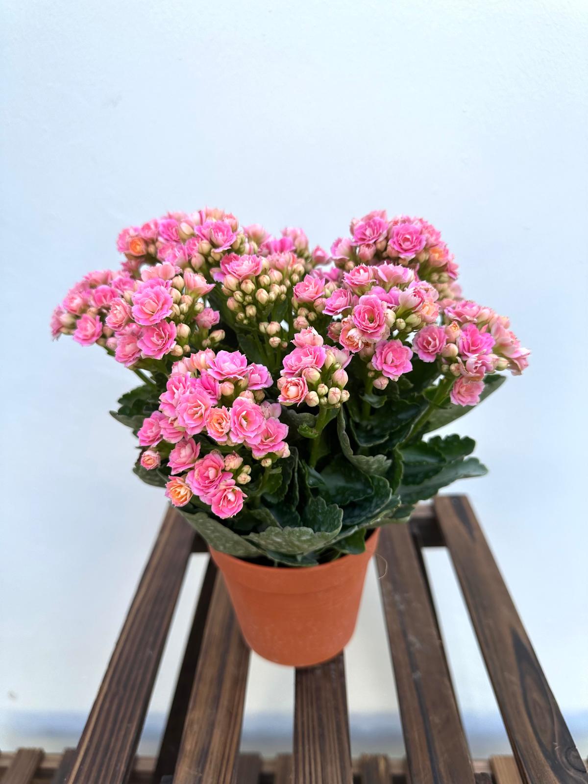 Kalanchoe