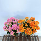 Kalanchoe