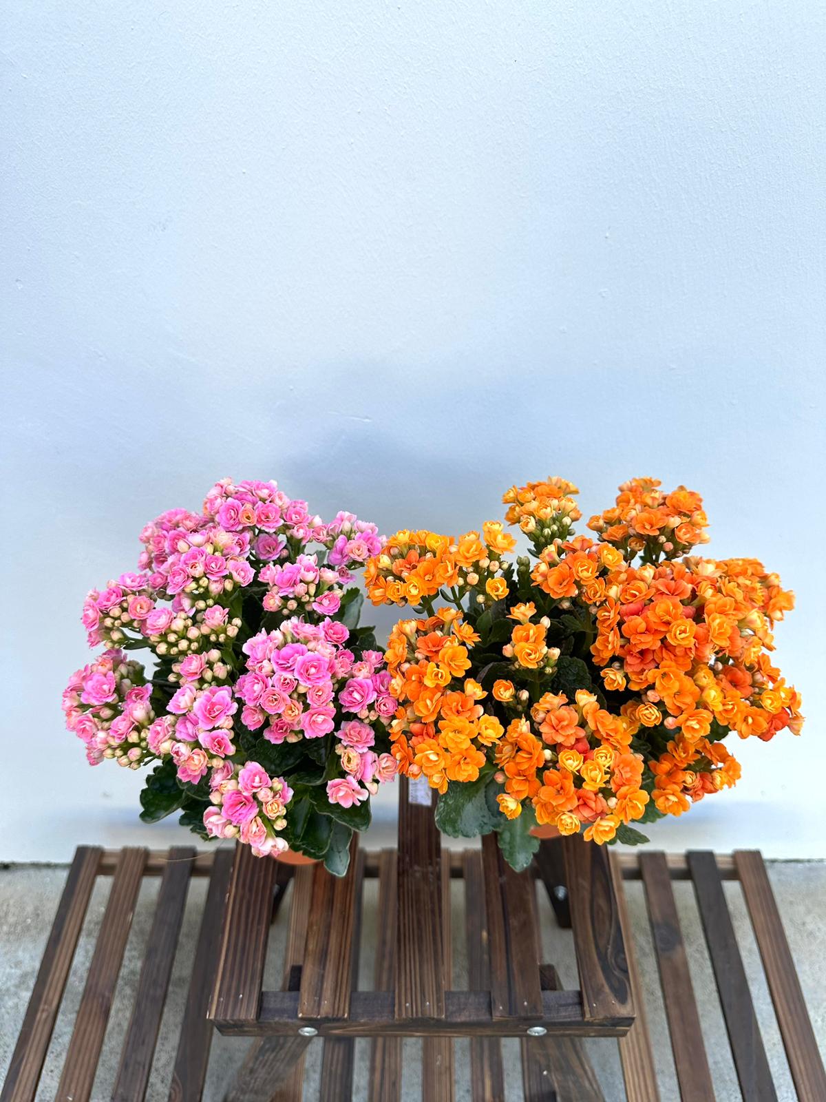 Kalanchoe