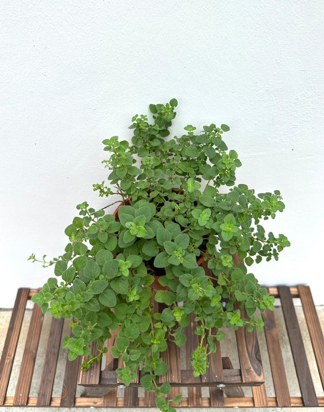 Oregano