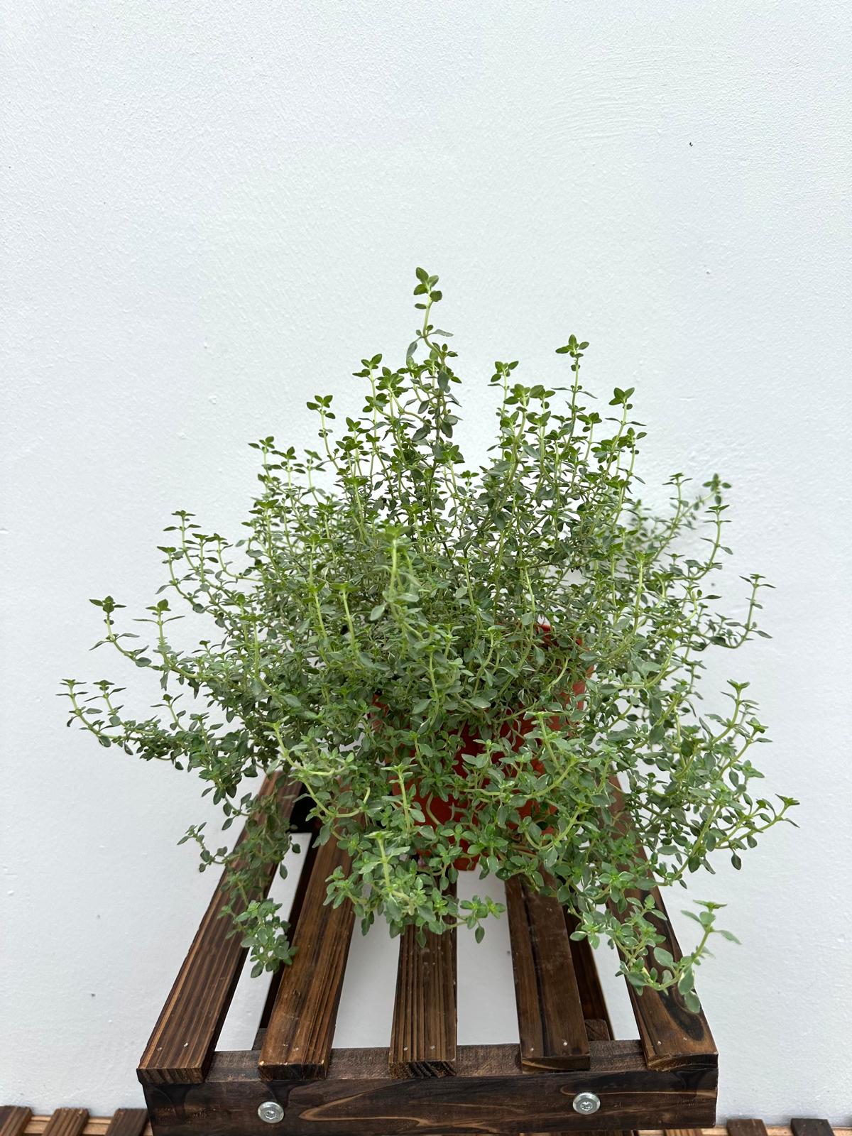 Thyme