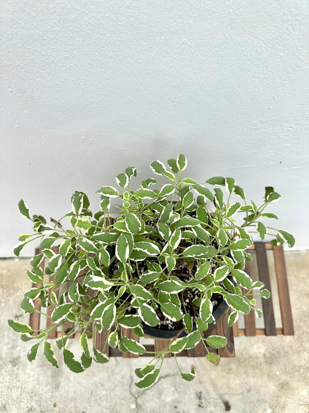 Variegated Sage