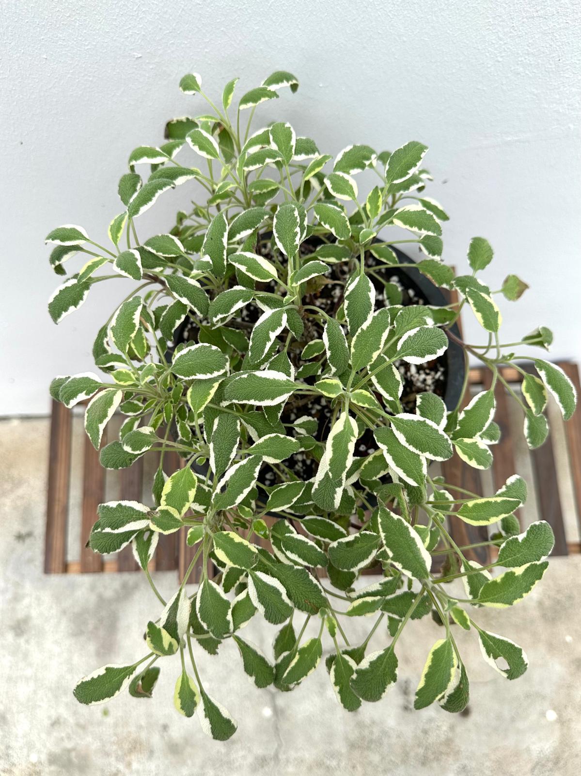 Variegated Sage