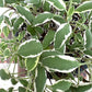 Variegated Sage