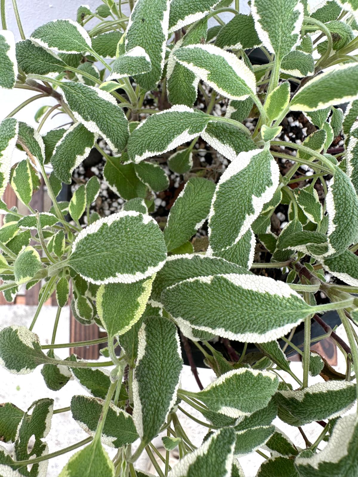 Variegated Sage