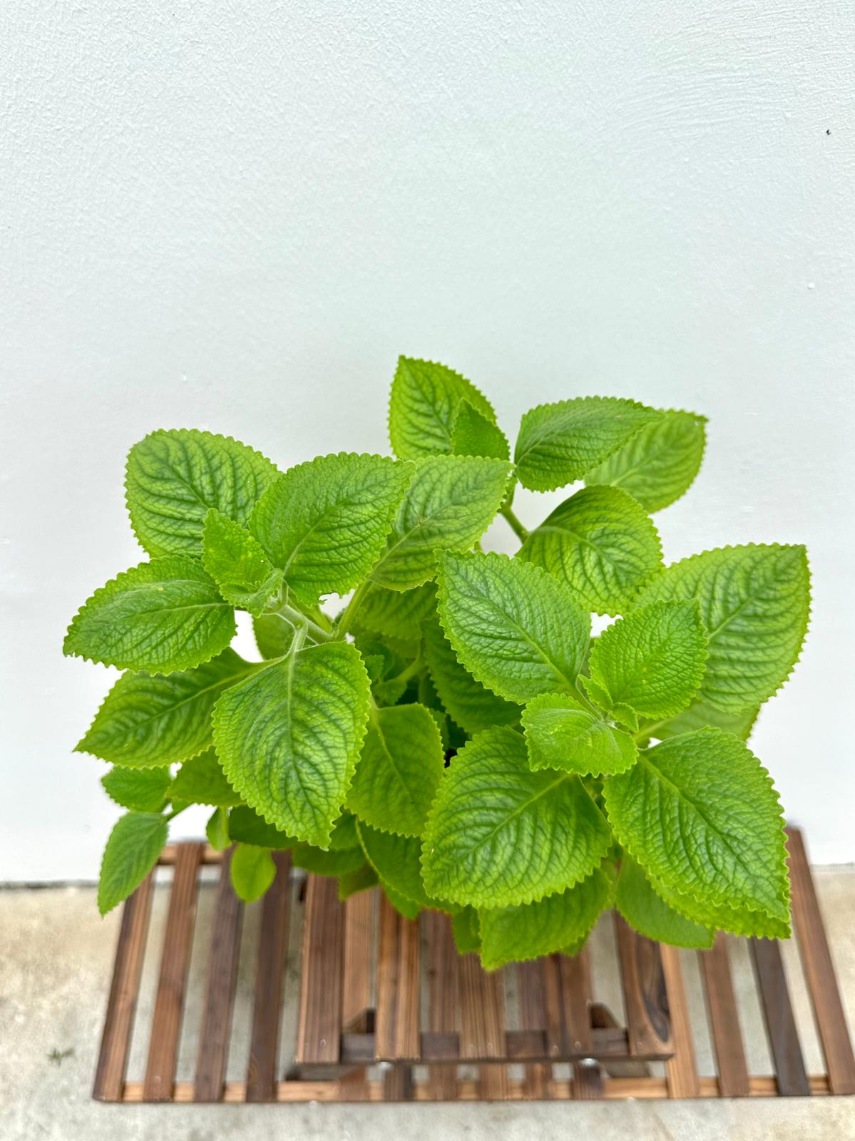 Indian Borage