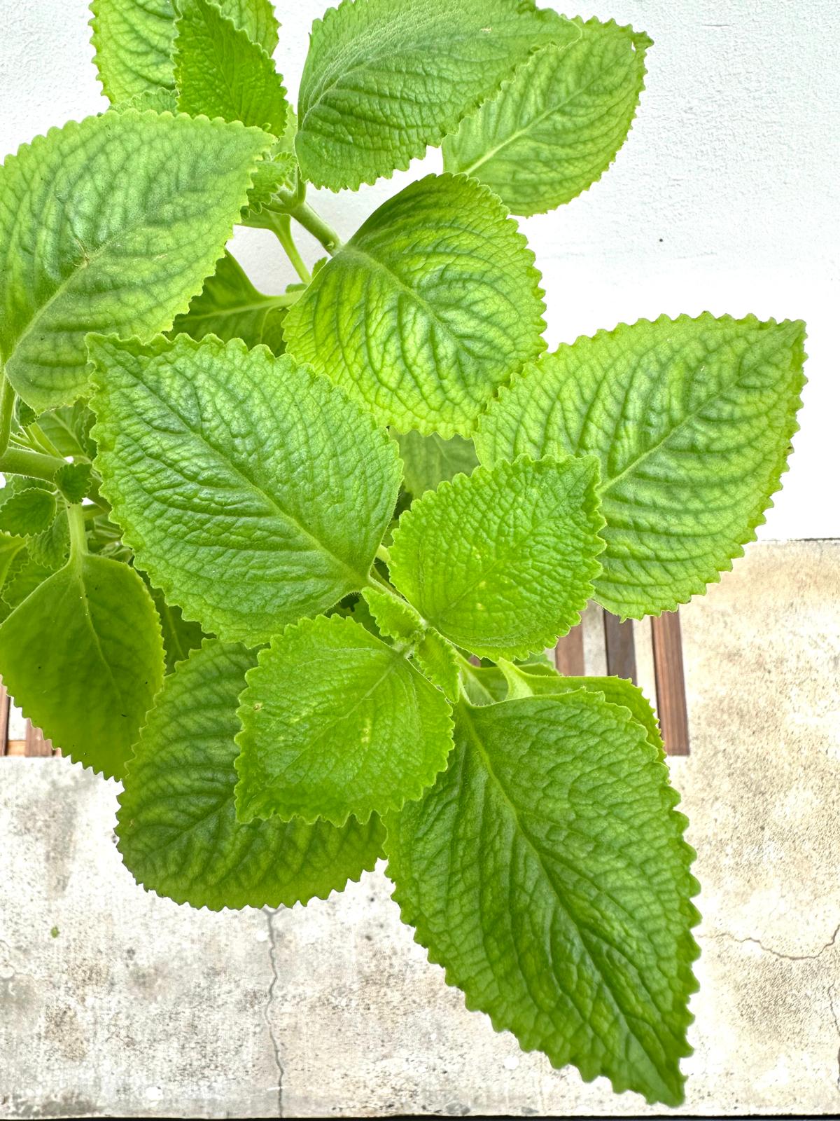 Indian Borage