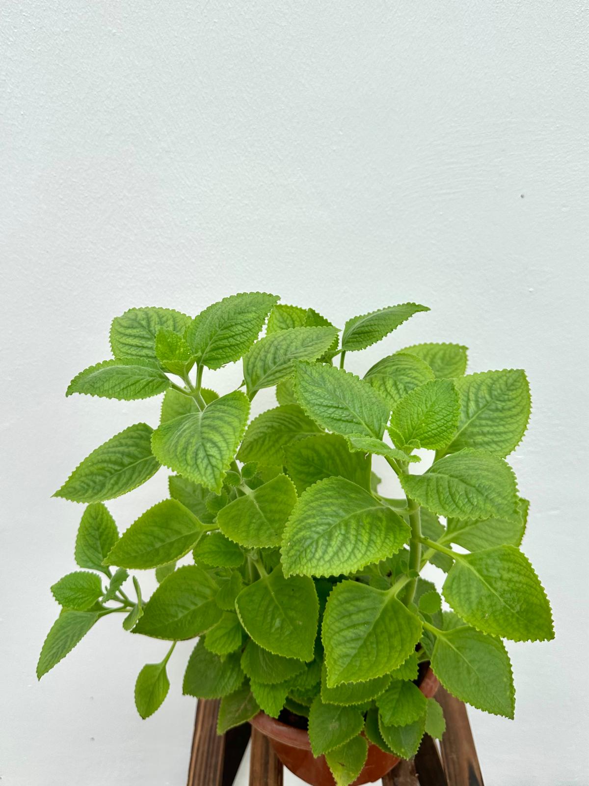 Indian Borage