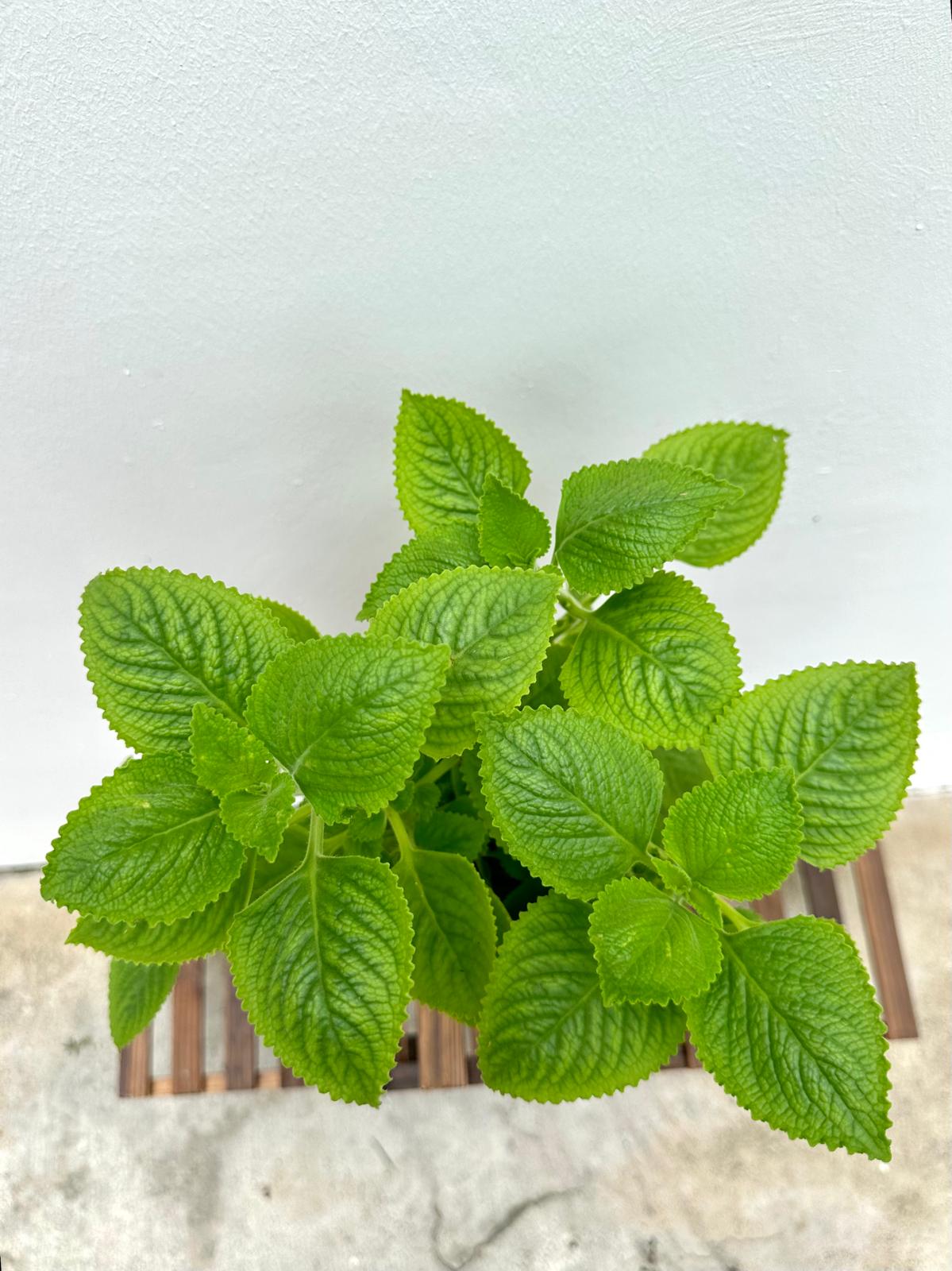 Indian Borage