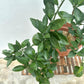 Orange Tree