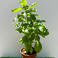 Sweet Basil