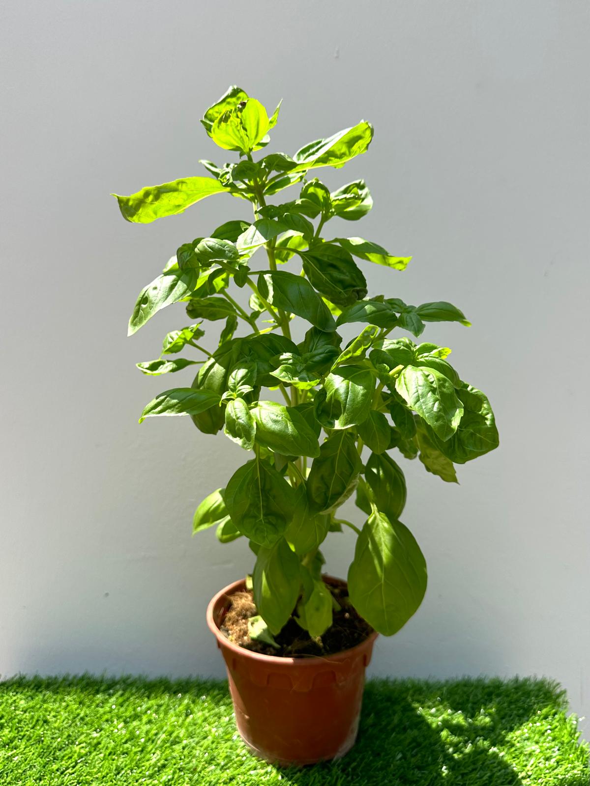 Sweet Basil