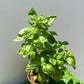 Sweet Basil