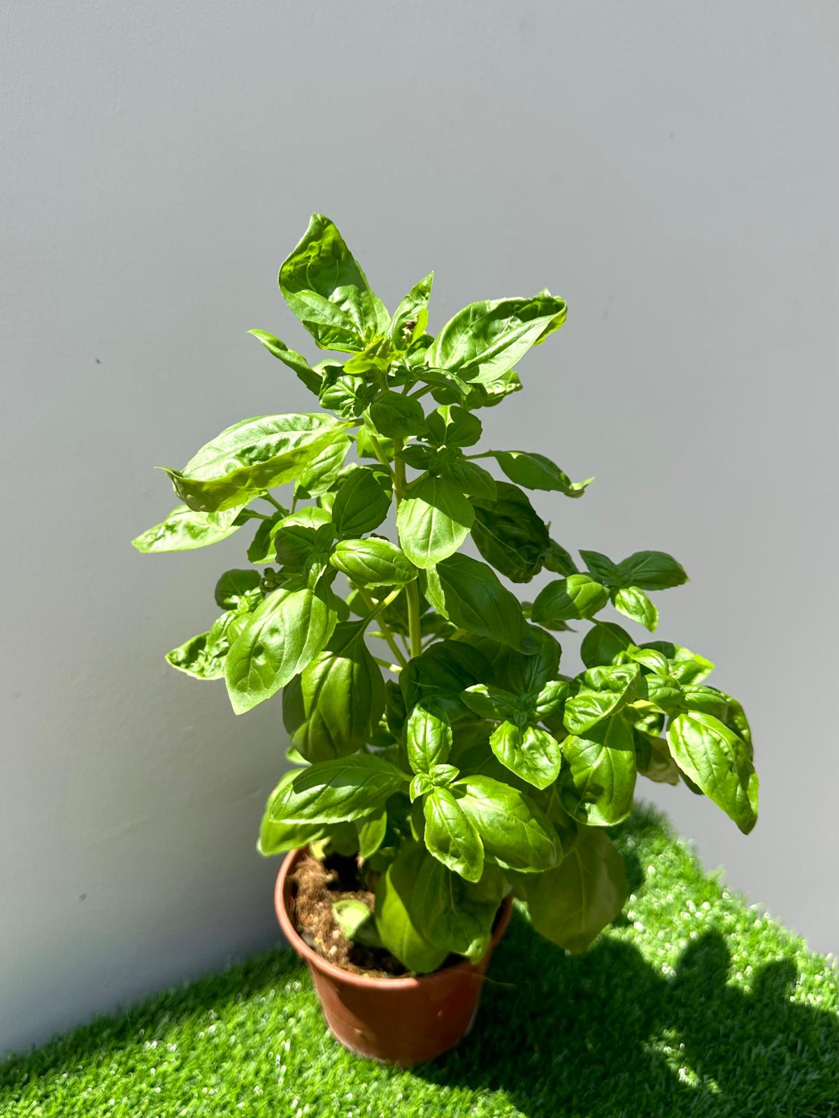 Sweet Basil