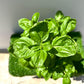 Sweet Basil