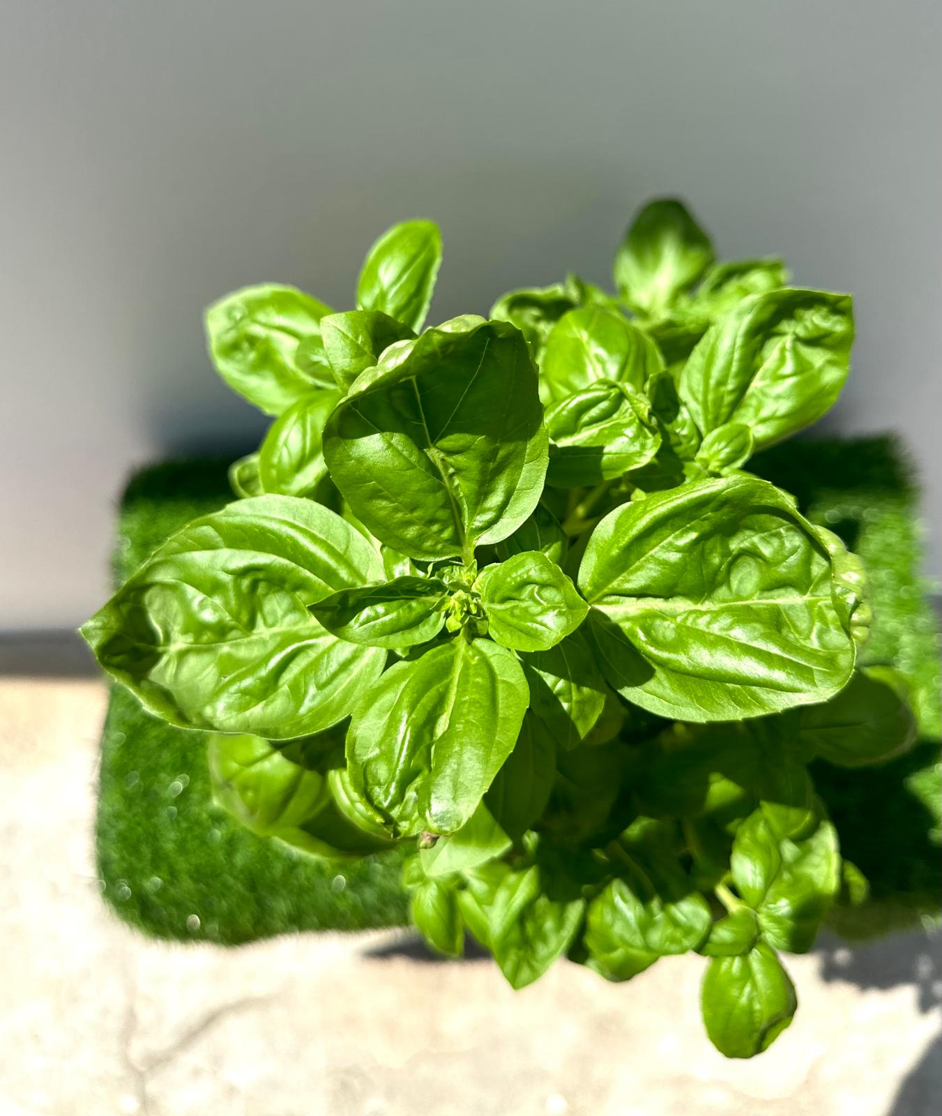 Sweet Basil