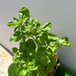 Sweet Basil