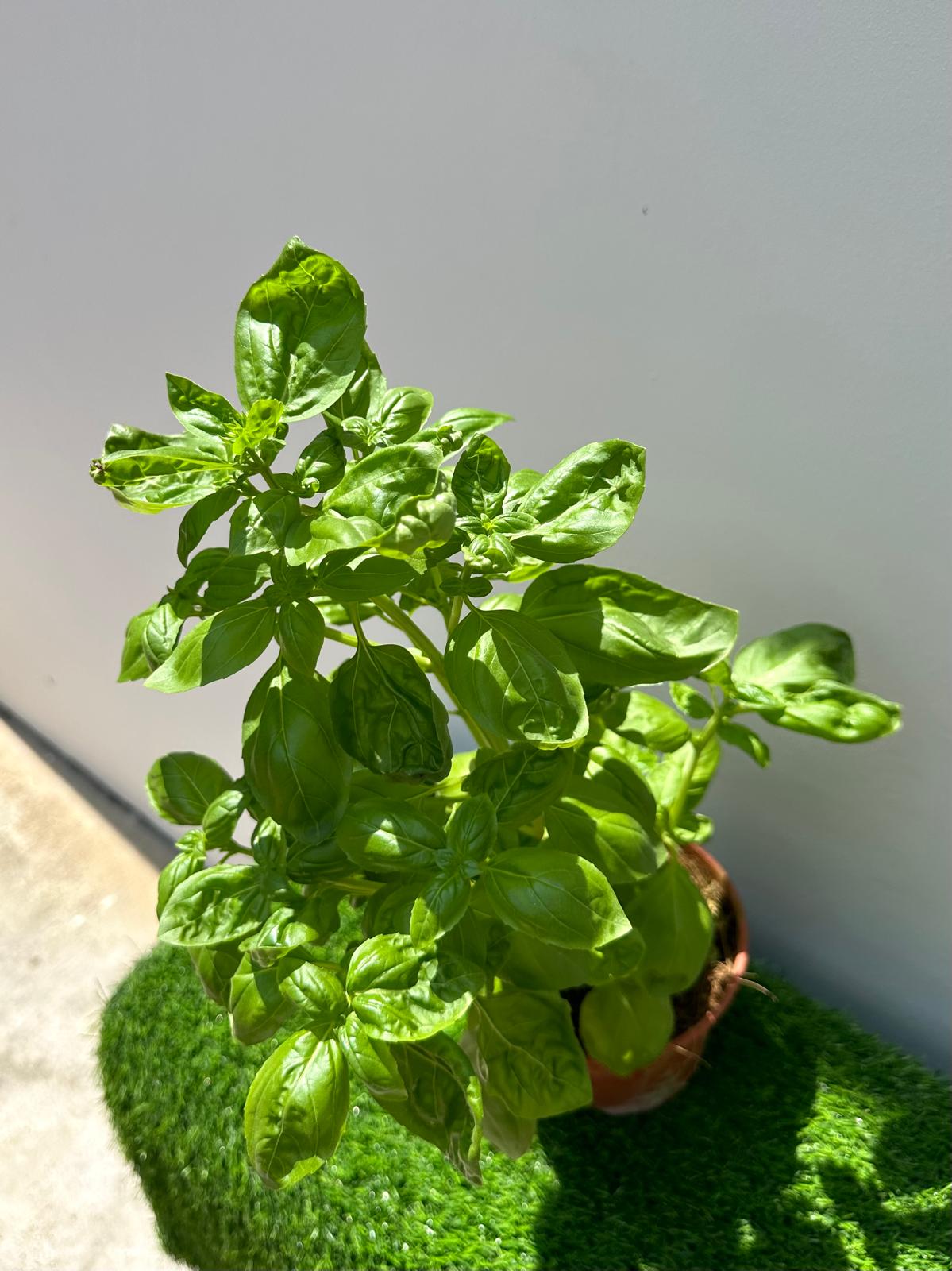 Sweet Basil