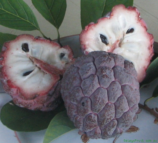 Red Custard Apple