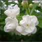 Arabian Jasmine