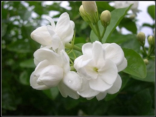 Arabian Jasmine