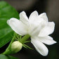 Arabian Jasmine